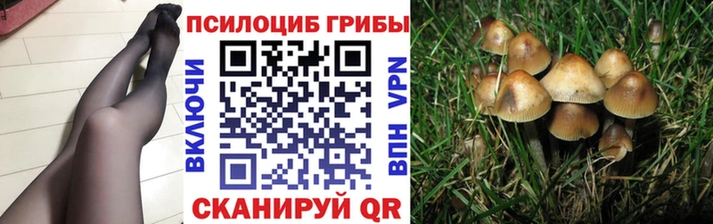 Галлюциногенные грибы Psilocybe Купить где Болхов